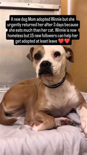 💔Winnie is 4 years old, and she’s back at our sanctuary after an adoption that lasted only 3 days.