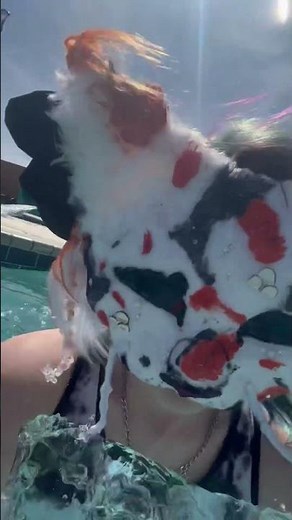 #therian #quadrobics #furry #therian underwater #therian Playing in the water