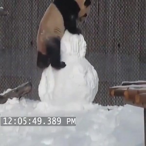 Toronto Pandas just "Snow Day" better than other Pandas. 📹 Toronto Zoo #TheBTeam | 102.1 the Edge