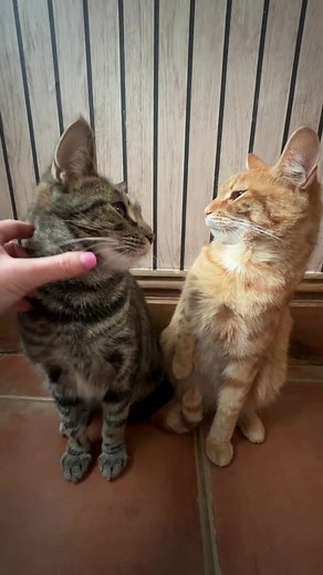Maple the Cat's Adorable Bad Day