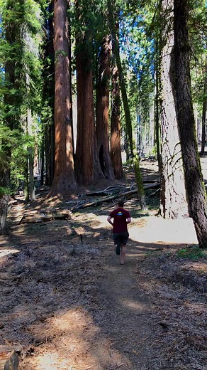 5K views · 183 reactions | THE SIZE COMPARISON… Tallest Trees In The World  #visitcalifornia | Rhys and Shanna | Facebook