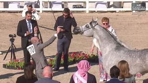 12K views · 1.1K reactions | ERAB Arabian Horse International Show 2024 Stallions 4-6 Years Old (Class 10) 1 st Place 270 – EZZ AL KHASHAB Birth: 04/05/2020 Color: Grey Sire: EMERALD J Dam: MALIKAT AL MOLUK Breeder and Owner: Al Khashab Stud | Arabian Essence di Elvis Giughera | Facebook