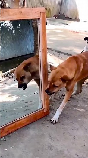 Top Viral Funny Dog Videos 2026 | Cutest & Hilarious Dog Moments Compilation 🐶 #shorts #dog