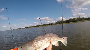 Drag-Screaming Saltwater Fishing Highlights in Beaufort, SC