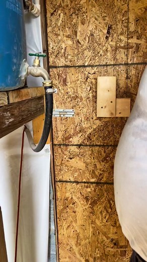 Bobwhite Quail Farming: Baby Quails and Flying Quail Chicks