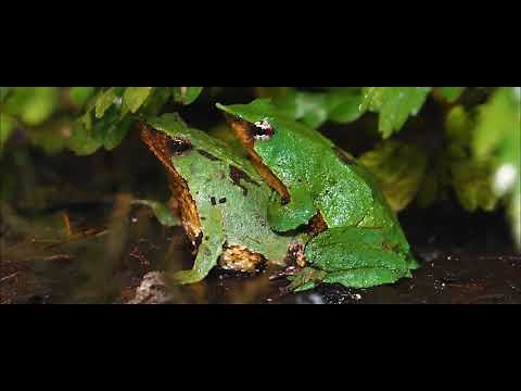 Darwin's Frog: Preserving the Enigma of the Southern Forest
