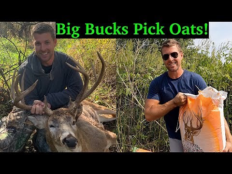 Planting Oats For Deer | Best Fall Food Plots For Big Bucks! Start To Finish