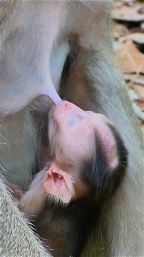 3.4K views · 78 reactions | Tinny cute baby monkey ask mom for sleep with fully milk feeding | Little BB Monkey | Facebook