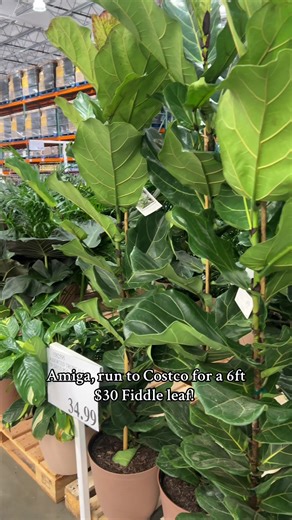 I’ve wanted a fiddle leaf fig tree for awhile I’ve just been so intimidated by indoor plants! They’re just different. But for this price! I’m going to give it a try 💚 send me all the green thumb dust 🧚🏼‍♂️✨ #fiddleleaffig #plantsoftiktok #costco #plants #señora