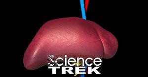 Science Trek:Digestive System: Liver work