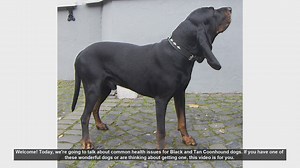 Common Health Issues in Black and Tan Coonhounds