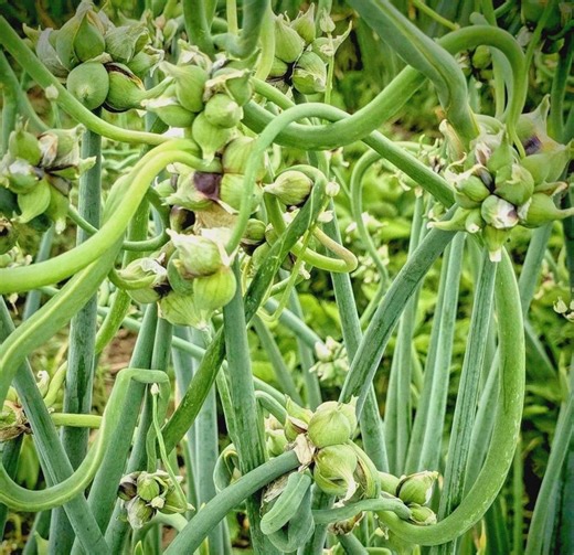 100 Onion Seeds Top Sets Egyptian Walking Onions Multiplier Tree Onion Perennial - Etsy