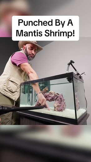 Punched in the hand by a mantis shrimp! Most fastest punch ever, like a bullet shooting out of a gun! #bravewilderness #cyotepeterson #wildlife
