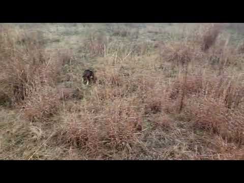 Spring Training Got Mr Rabbit Rabbit on the Move 11 Apr 26