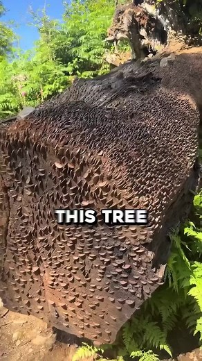 How This Unique Tree Produces Money