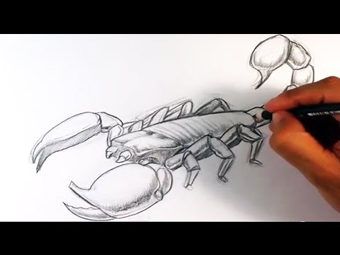 How to Draw a Scorpion - Easy Things To Draw
