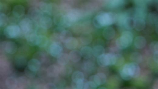 Snowdrop, Flower, Spring Flowers. Free Stock Video