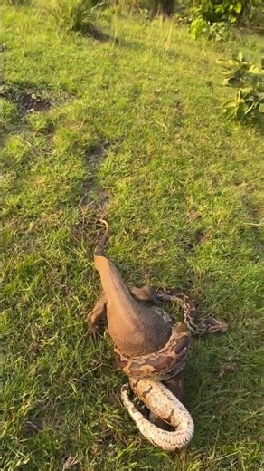 Very Big Python Snake vs Lizard #highlightseveryone #snake #lizard #snakerescue #cobra #animalrescue