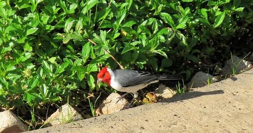 RED-CRESTED CARDINAL