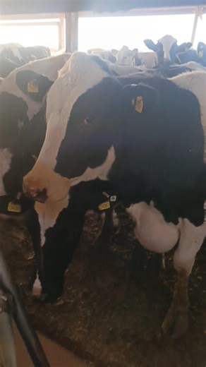 Cow suffering with abscess #shorts