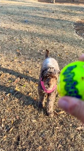 She’s got this one! #labradoodle