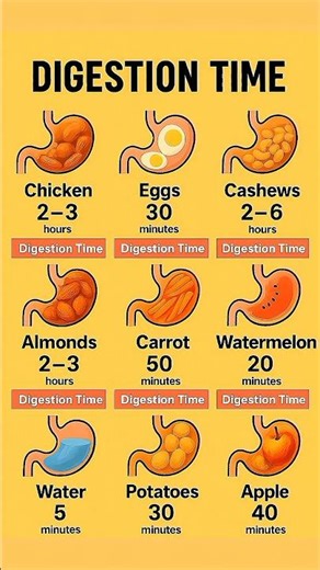 Digestion Time of Common Foods – Shocking Facts You Didn’t Know!