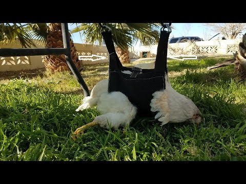 SNUGGLY SLING FOR A DISABLED CHICKEN
