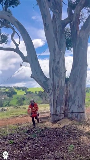 Dramatic High-altitude Logging Scenes Revealed