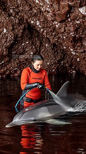 19K views · 173 reactions | Marine Biologist Rescues Dolphin From Deadly Mussels! #rescue #animals #wildlife | Vu Tv | Facebook