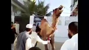 Auch Kamele erleiden dasselbe grausame Schicksal bei der Schächtung. Ganz gleich ob es auf Straßen, Hinterhöfen oder Schlachthöfen stattfindet. Es ist stets das gleiche Ermorden von hilflosen Tieren, um auf den Tellern der Fleischesser zu landen. GO VEGAN! #ANIMALPEACE #STOPKILLANIMALS | Animal-Peace