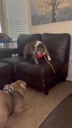 12K views · 289 reactions | Ellie Mae Maple is ready for adoption!...