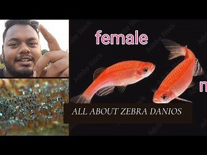 The Ultimate Guide to Breeding and Raising Zebra Danios Like a Pro..(300+babies)