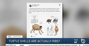 Fact or Fiction: Are turtle shells really ribs?