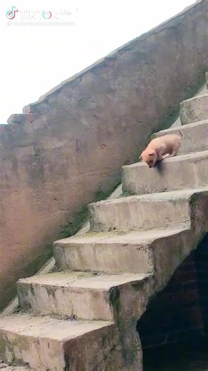 papi prestance (@papiprestance405)’s videos with son original - papi prestance