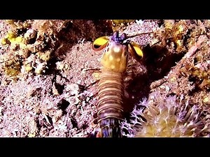 Mantis shrimp has the most powerful punch in the ocean
