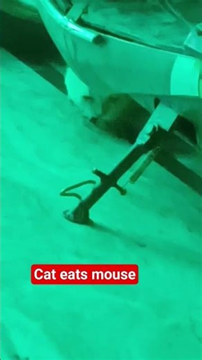 cat eats mouse