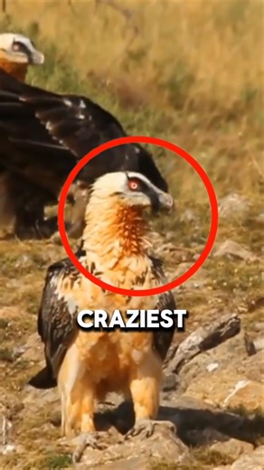 This bird doesn’t eat meat… it eats BONES 💀😳 #shorts