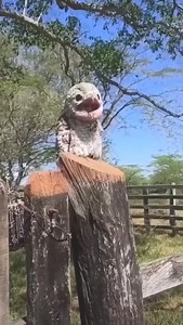 Urutaú, el ave “bruja” o "fantasma" causante de muchos miedos😱😨 lo ha escuchado? ➡️¿Qué significa el canto del pájaro Urutaú? Es informalmente conocida como "el ave fantasma" porque esconde una gran historia detrás. Cuenta la leyenda que una mujer que esperó durante días que su hermano regresara a buscarla, reencarnó en esta ave al morir aguardando por él. El Urutaú tiene un cántico melancólico y permanente que es muy parecido al llanto humano. Por lo tanto, se cree que representa la tristeza 