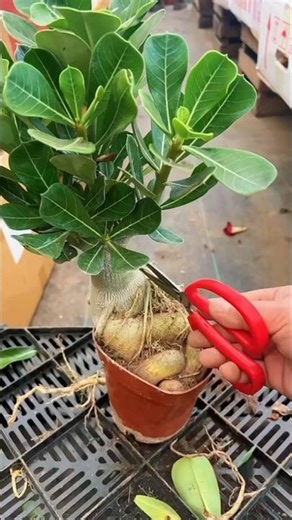 I trimmed the roots of my Adenium obesum bonsai tree. #bonsai #heronsbonsai #bonsaitree