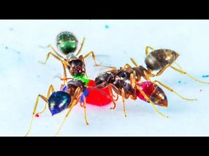 Alien Ants: Coloring Insects Time-lapse