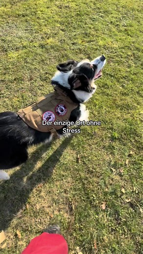 The Ultimate Stress-Free Zone for Your Border Collie