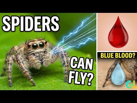 15 Mind-Blowing Facts About Spiders