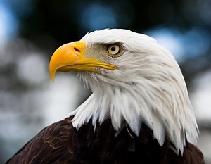 Eagle - Chicken Predators - How To Protect Your Chickens From Eagles