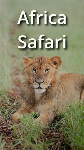 African Safari Animals - Africa Wildlife