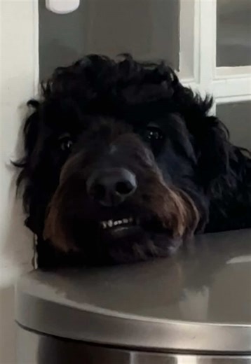 Conoce a Lu, el Labradoodle más divertido