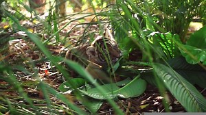 132K views · 542 reactions | Today marks a special day for tiger conservation – #InternationalTigerDay! Sadly, poaching and the illegal wildlife trade has resulted in tigers becoming one of the world’s most endangered animals. By supporting Wildlife Warriors you can help us protect the last remaining Sumatran tigers in Kerinci Seblat National Park, Indonesia. To join us as we continue the fight against extinction, head to www.wildlifewarriors.org.au. | Wildlife Warriors | Facebook