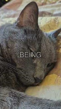 The Amazing Life of Crme Puff A Cat Who Lived to 38 Did you know the oldest cat ever...