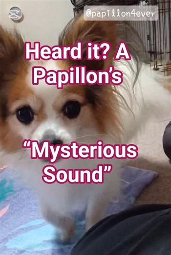 Papillon Stares at the Camera! What Does the Subtle Growl Mean? #adorable #cute #dogshorts