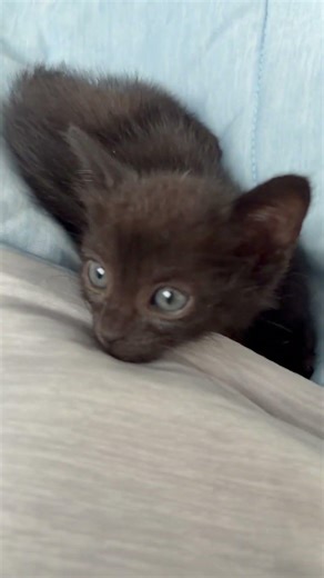 Bombay Kitten For Adoption - 2 Months, Cookie from Petaling Jaya, Selangor