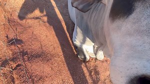 And what’s Big Naughty Bruce up to right now? | Brucey Brahman